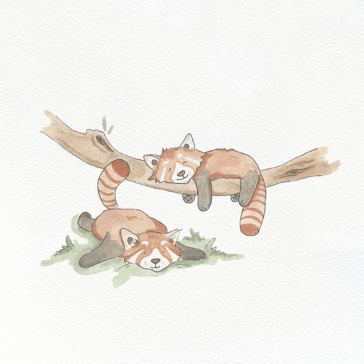 A greetings card showing two sleepy red pandas