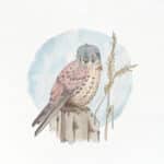 An art illustration of a Eurasian Kestrel