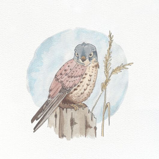 An art illustration of a Eurasian Kestrel