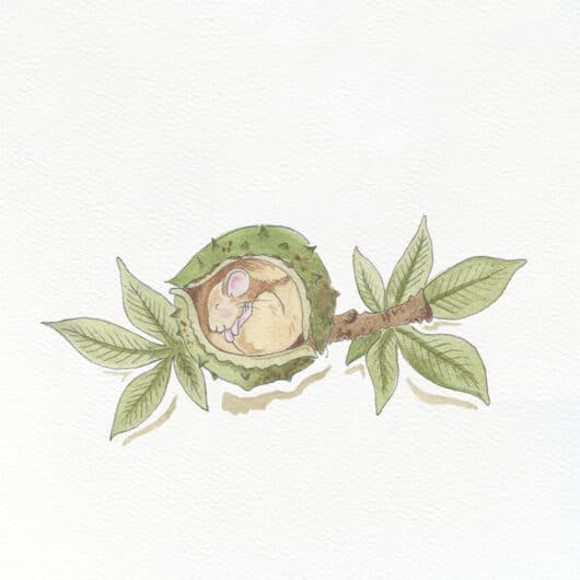 An illustrated dormouse in a conker