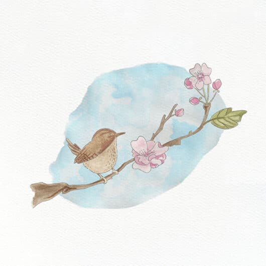 An illustration of a wren & cherry blossom